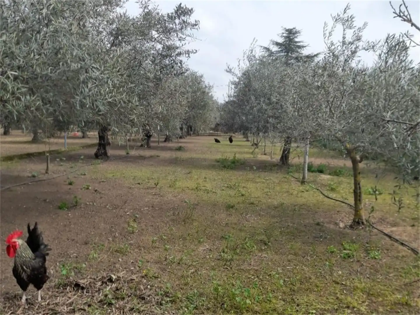 Constructible Land for sale in Villanueva de la Serena Constructible Land for sale in Villanueva de la Serena