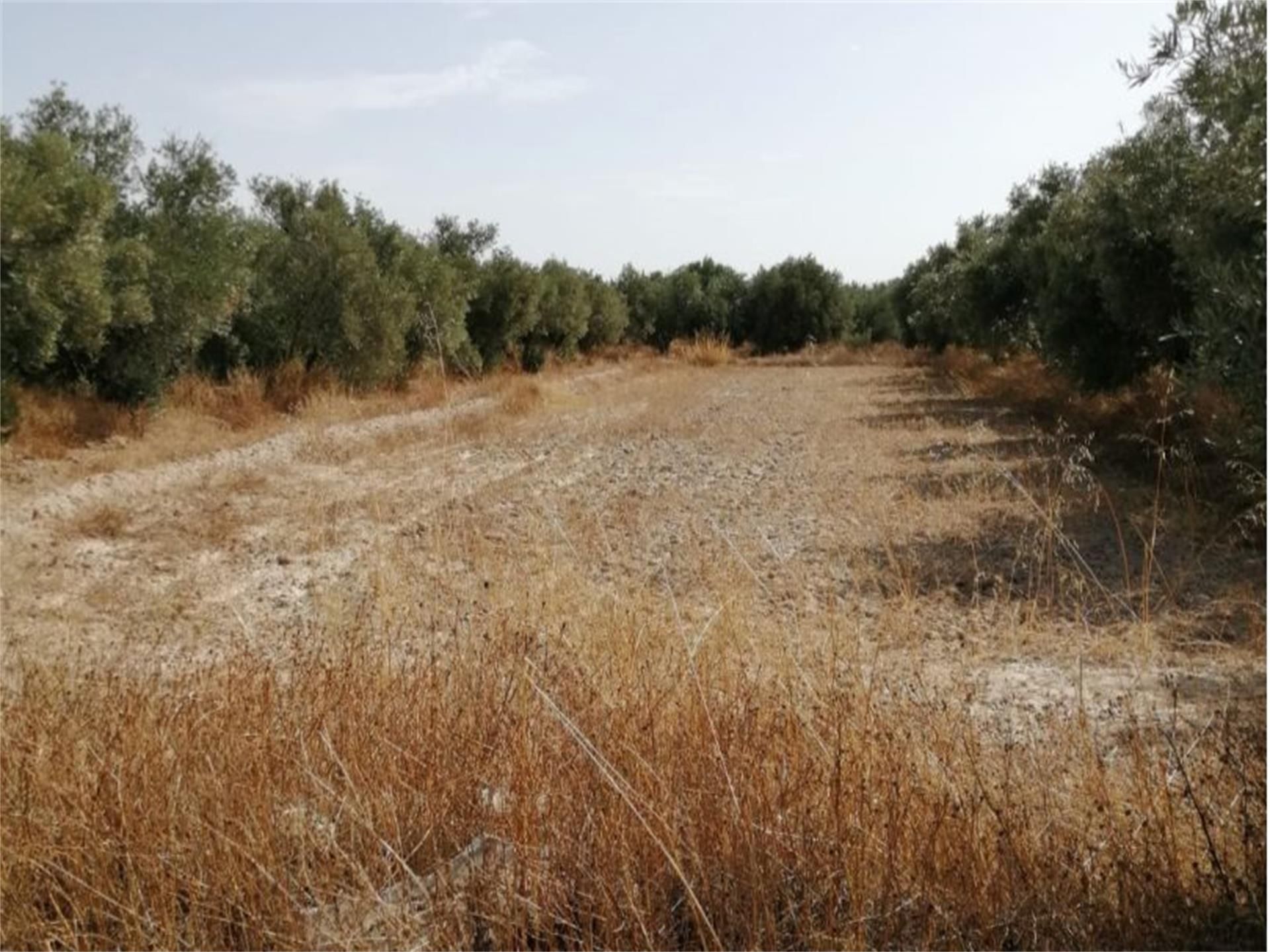 Terreno en venta en Baza