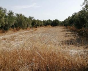 Land for sale in Baza