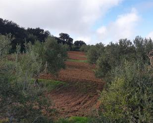 Grundstücke zum verkauf in Osuna