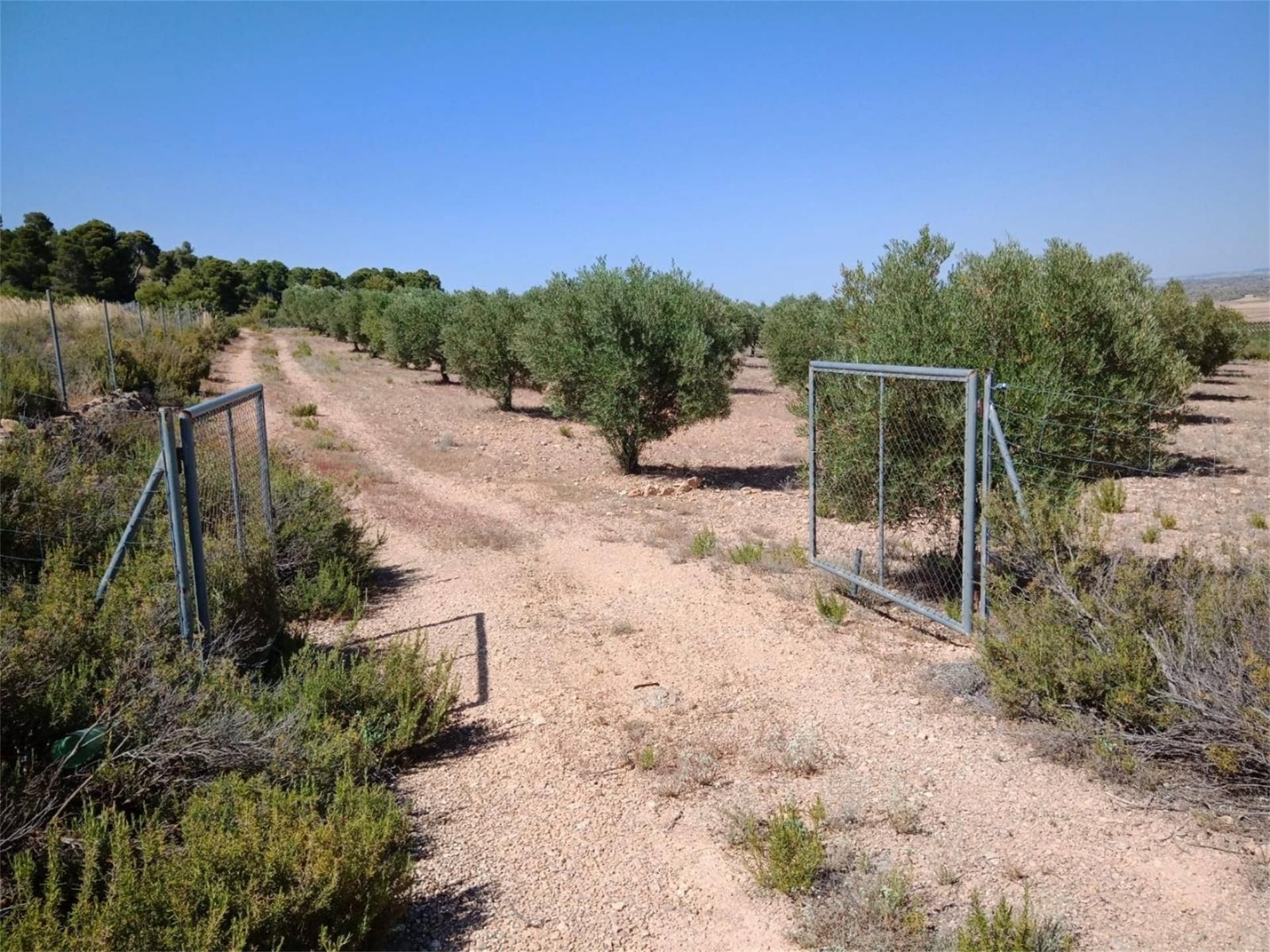 Land for sale in Peñas de San Pedro