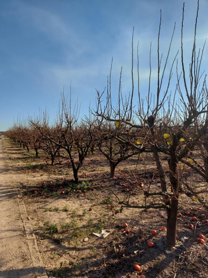 Land for sale in Masalavés