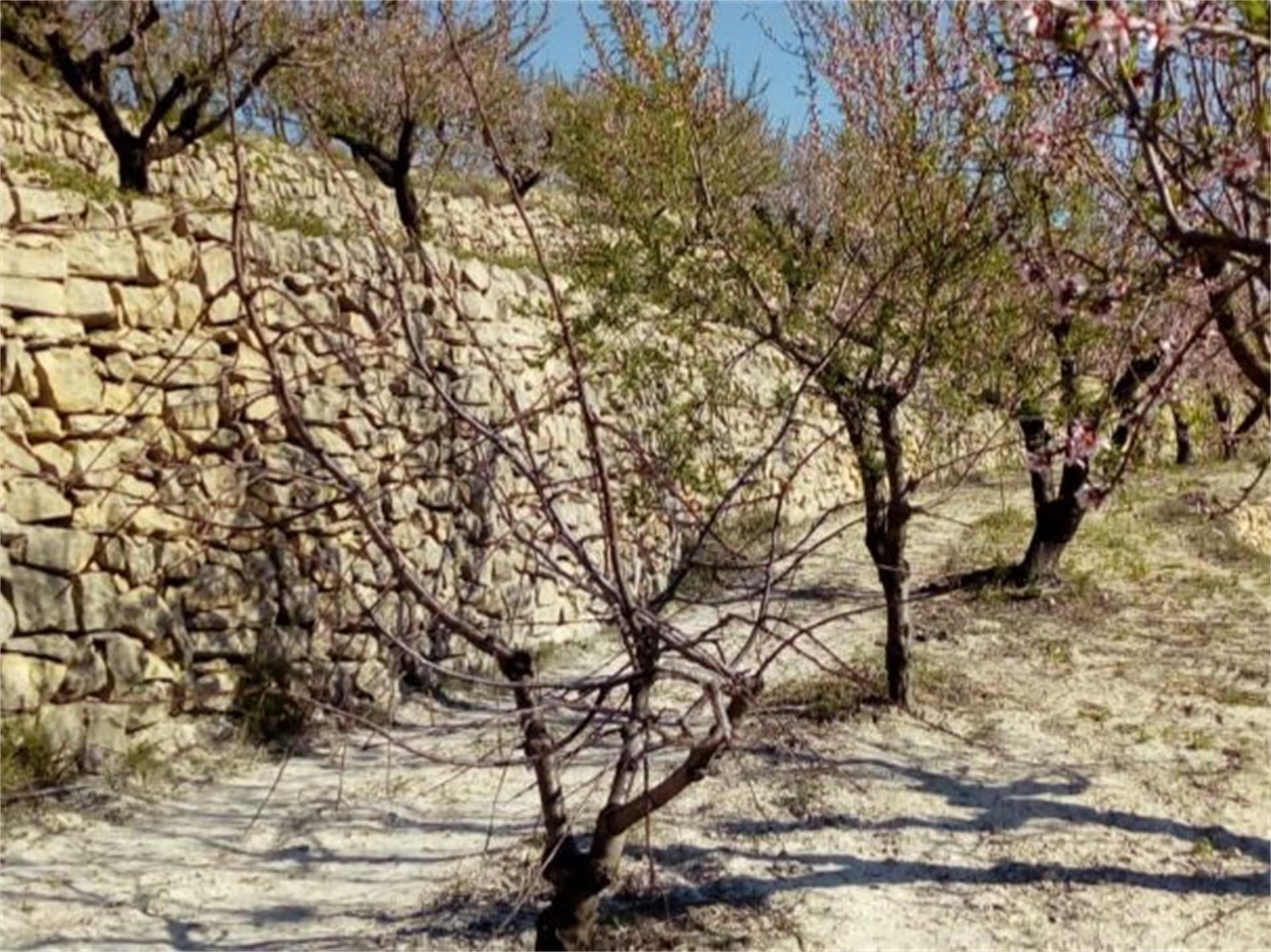 Land for sale in Vall de Gallinera
