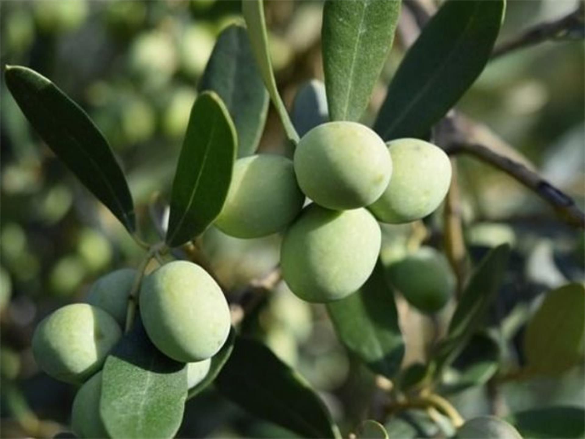 Jardín de Terreno en venta en Frailes