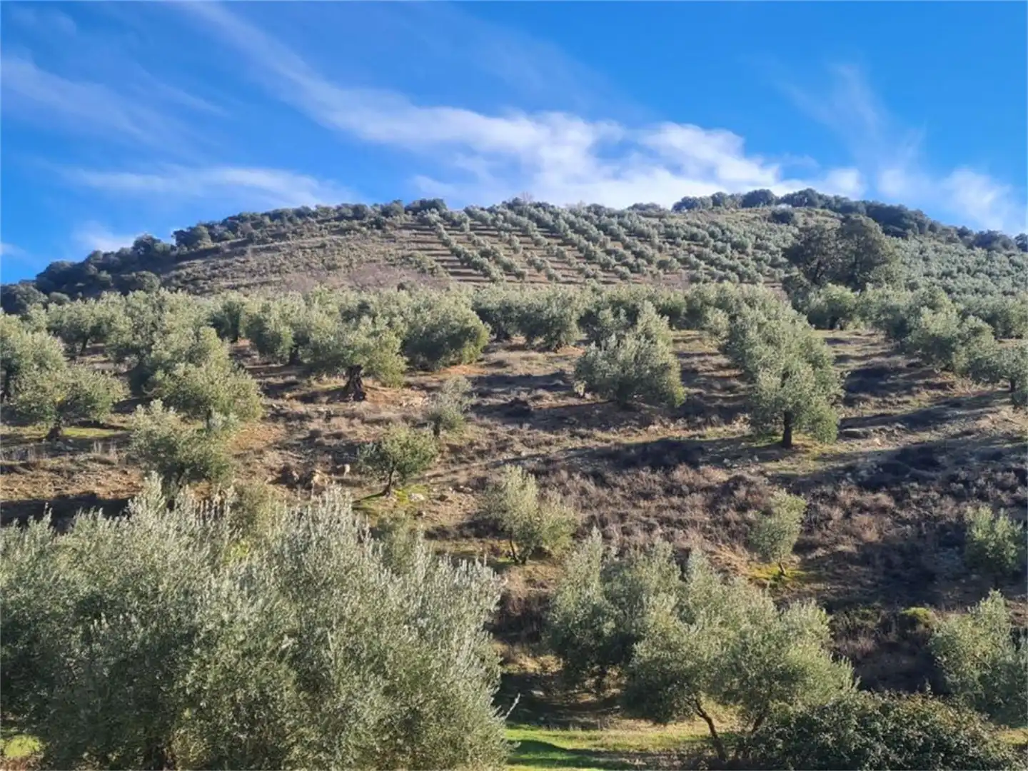 Land for sale in Frailes Land for sale in Frailes