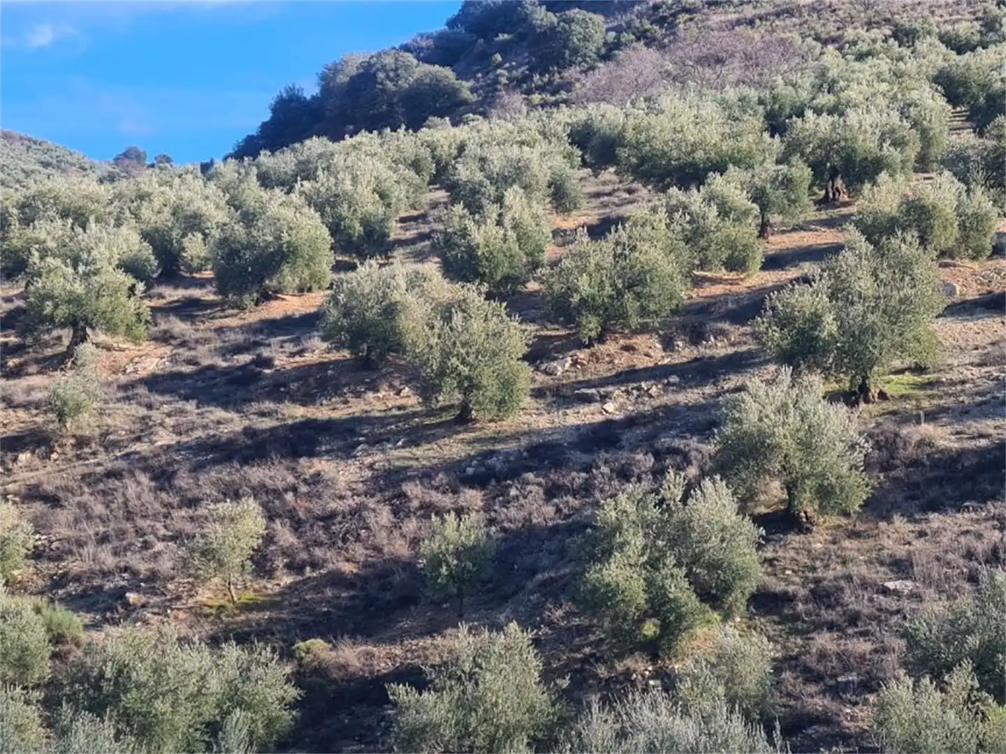 Land for sale in Frailes Land for sale in Frailes