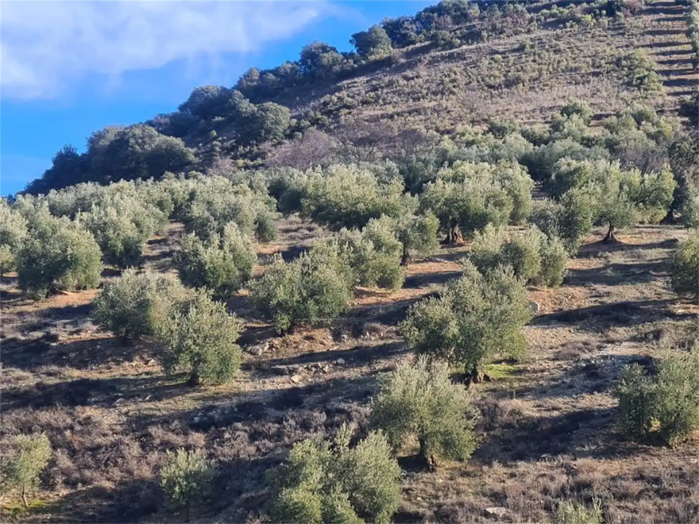 Land for sale in Frailes Land for sale in Frailes