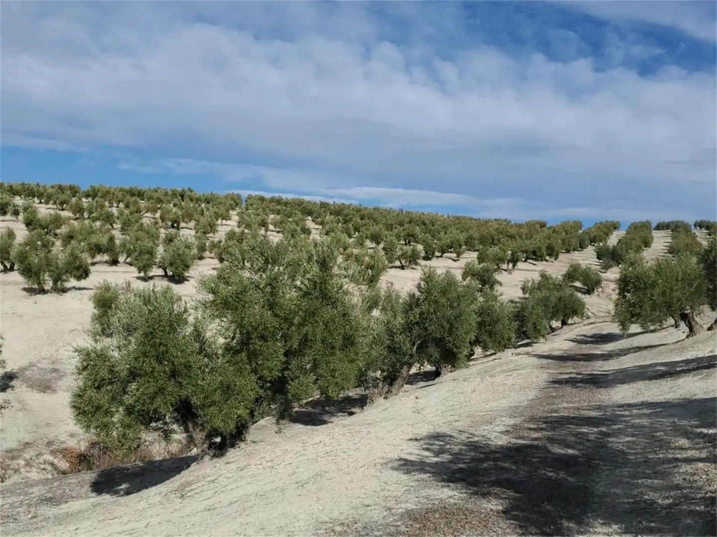 Land for sale in Avenida del Parque, Higuera de Calatrava Land for sale in Higuera de Calatrava
