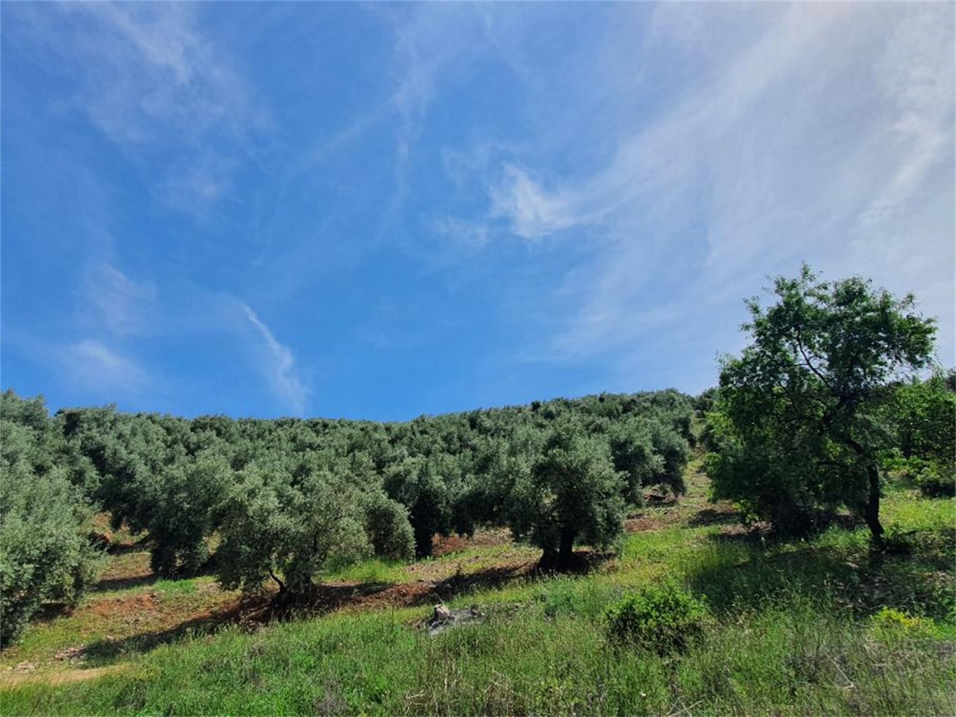 Non-constructible Land for sale in Beas de Segura
