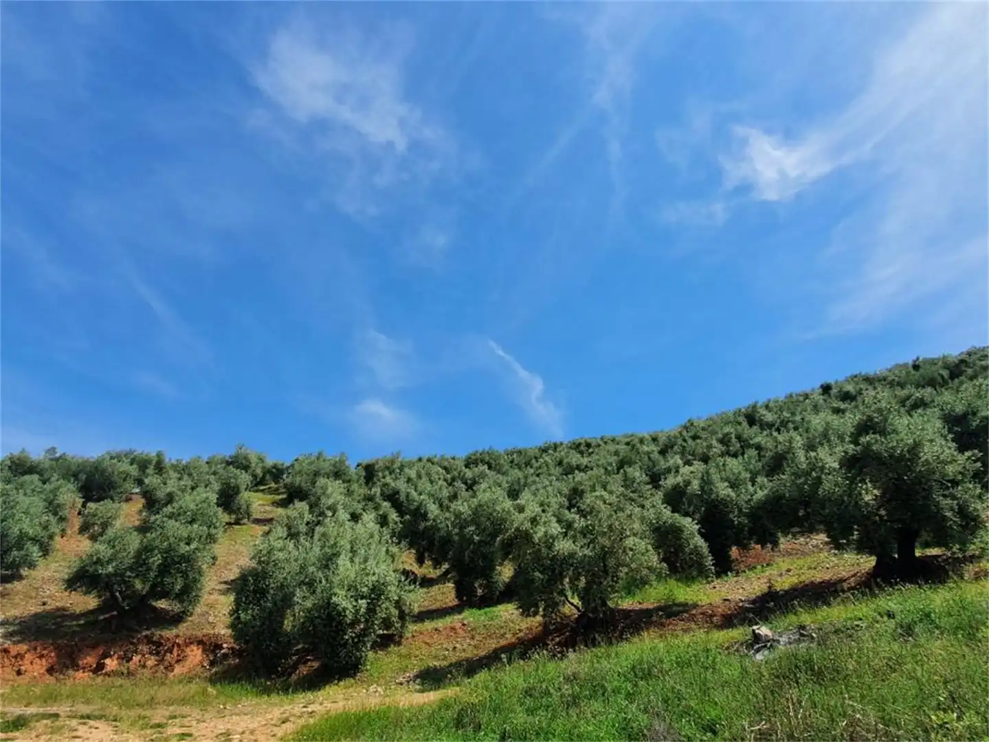 Non-constructible Land for sale in Beas de Segura Exterior view of Non-constructible Land for sale in Beas de Segura