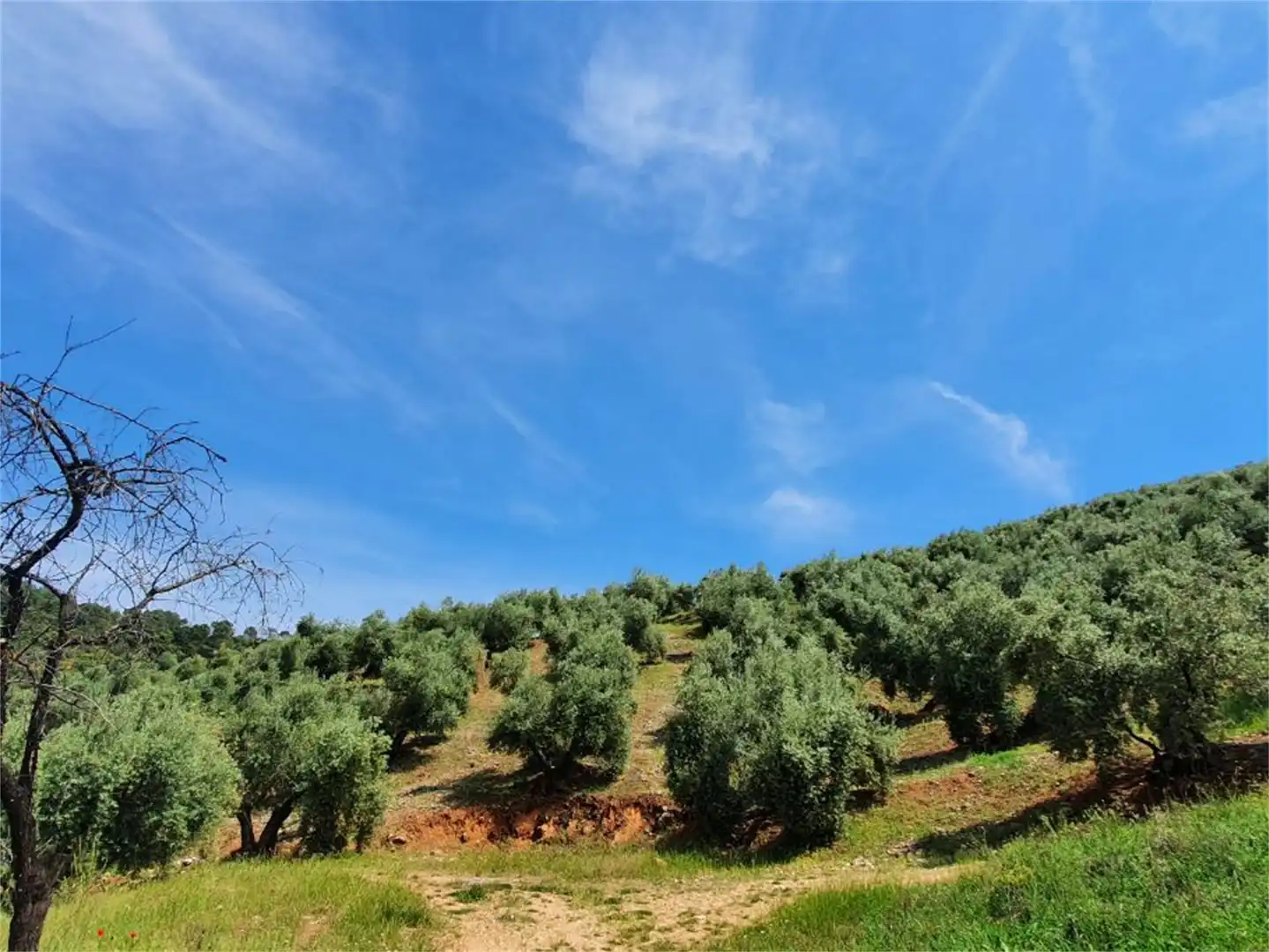 Non-constructible Land for sale in Beas de Segura Non-constructible Land for sale in Beas de Segura