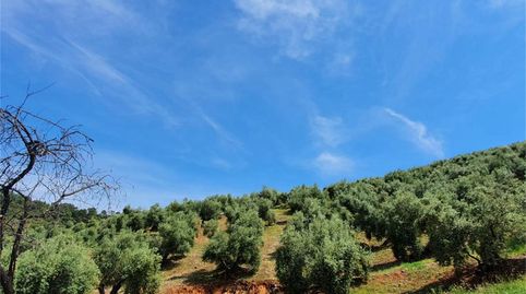 Photo 3 of Non-constructible Land for sale in Beas de Segura, Jaén