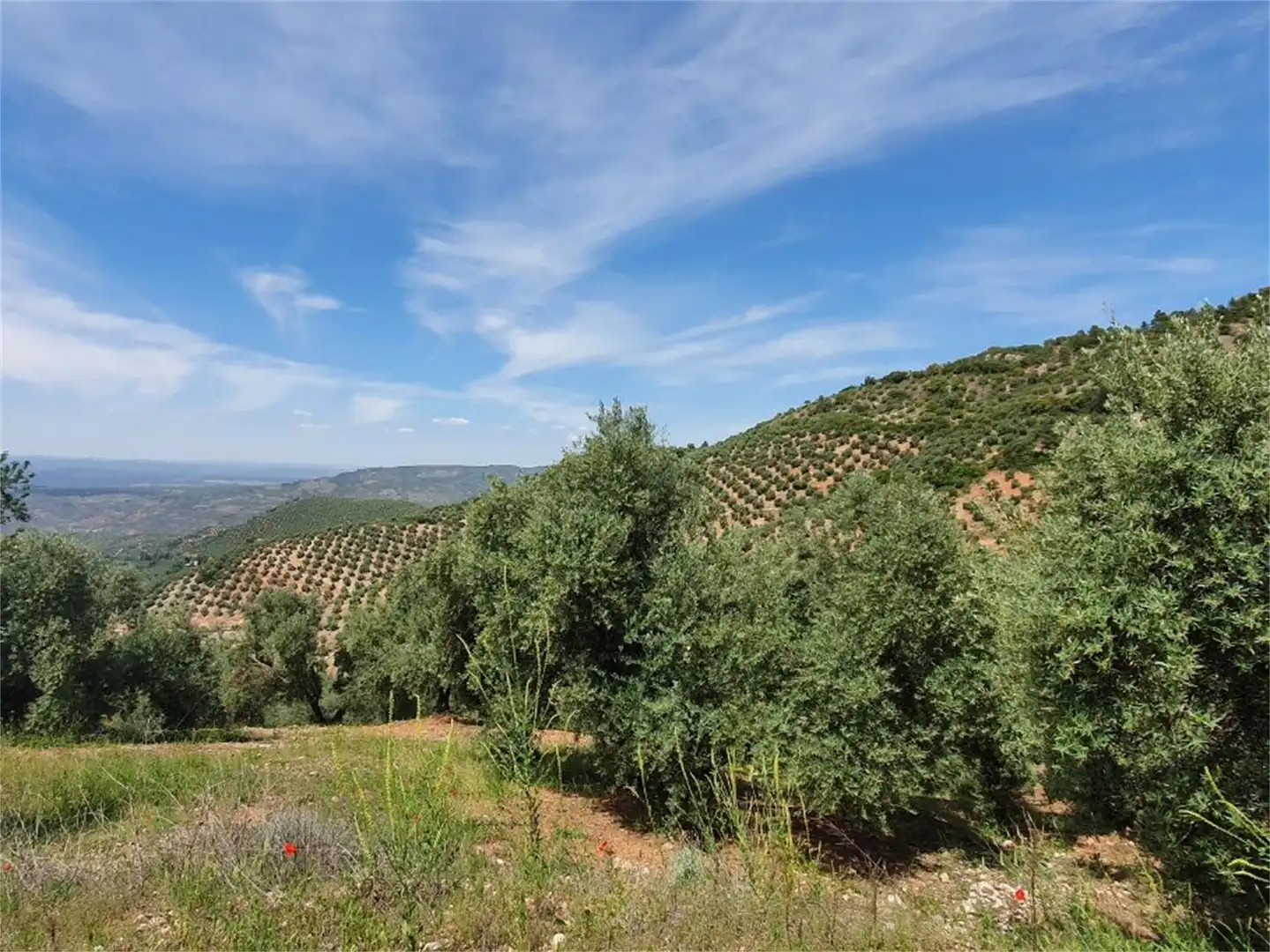 Non-constructible Land for sale in Beas de Segura Non-constructible Land for sale in Beas de Segura