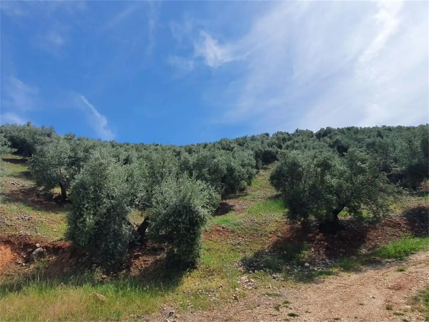 Non-constructible Land for sale in Beas de Segura Non-constructible Land for sale in Beas de Segura
