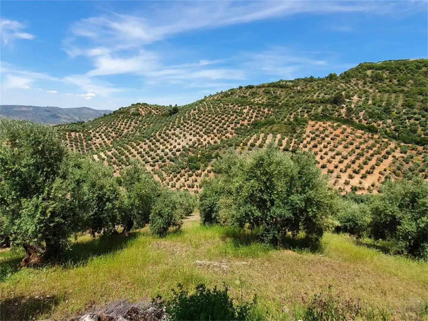 Non-constructible Land for sale in Beas de Segura Non-constructible Land for sale in Beas de Segura