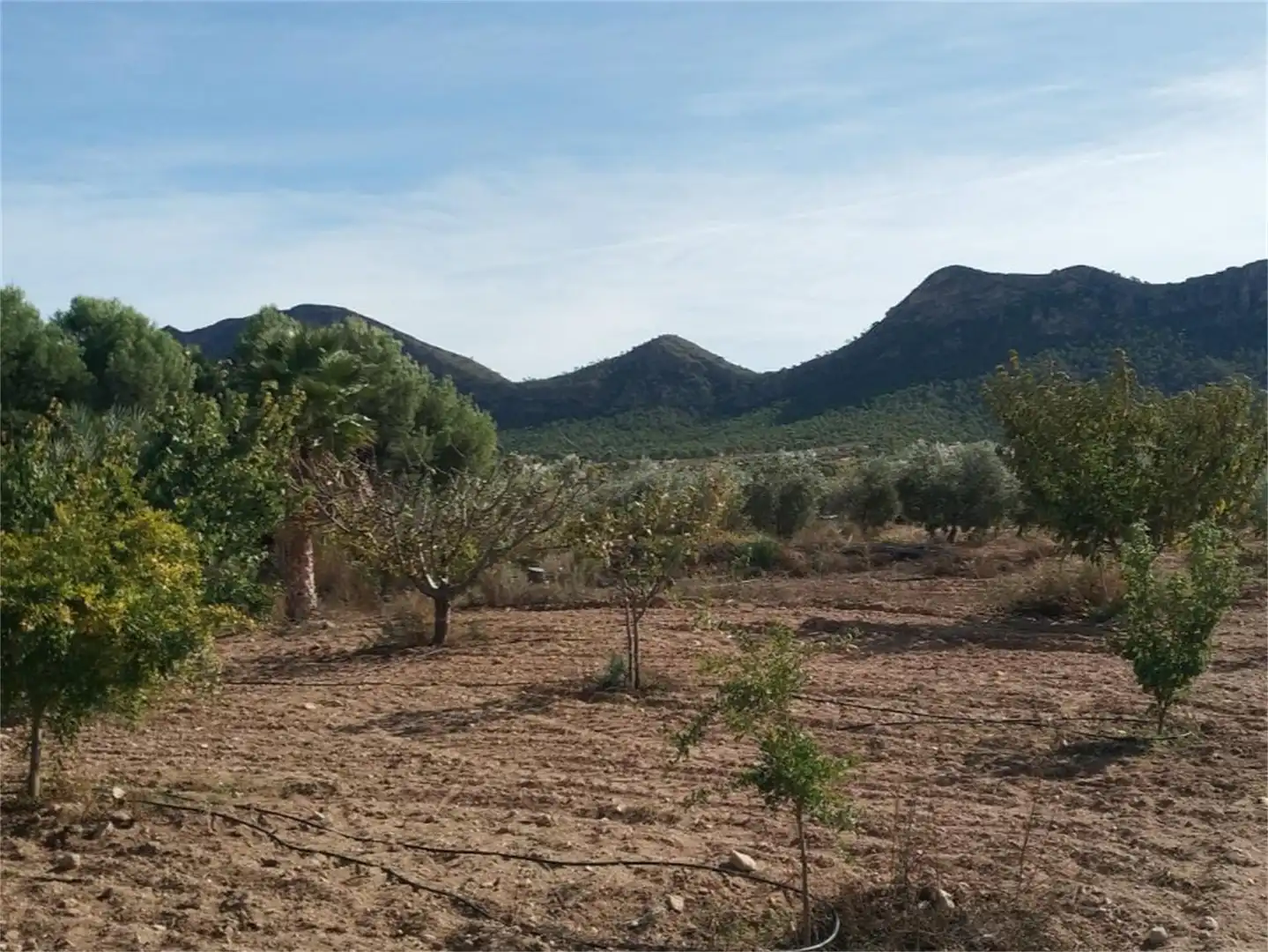 Casa o chalet en venta en Avenida de Yecla, Jumilla Casa o chalet en venta en Avenida de Yecla, Jumilla