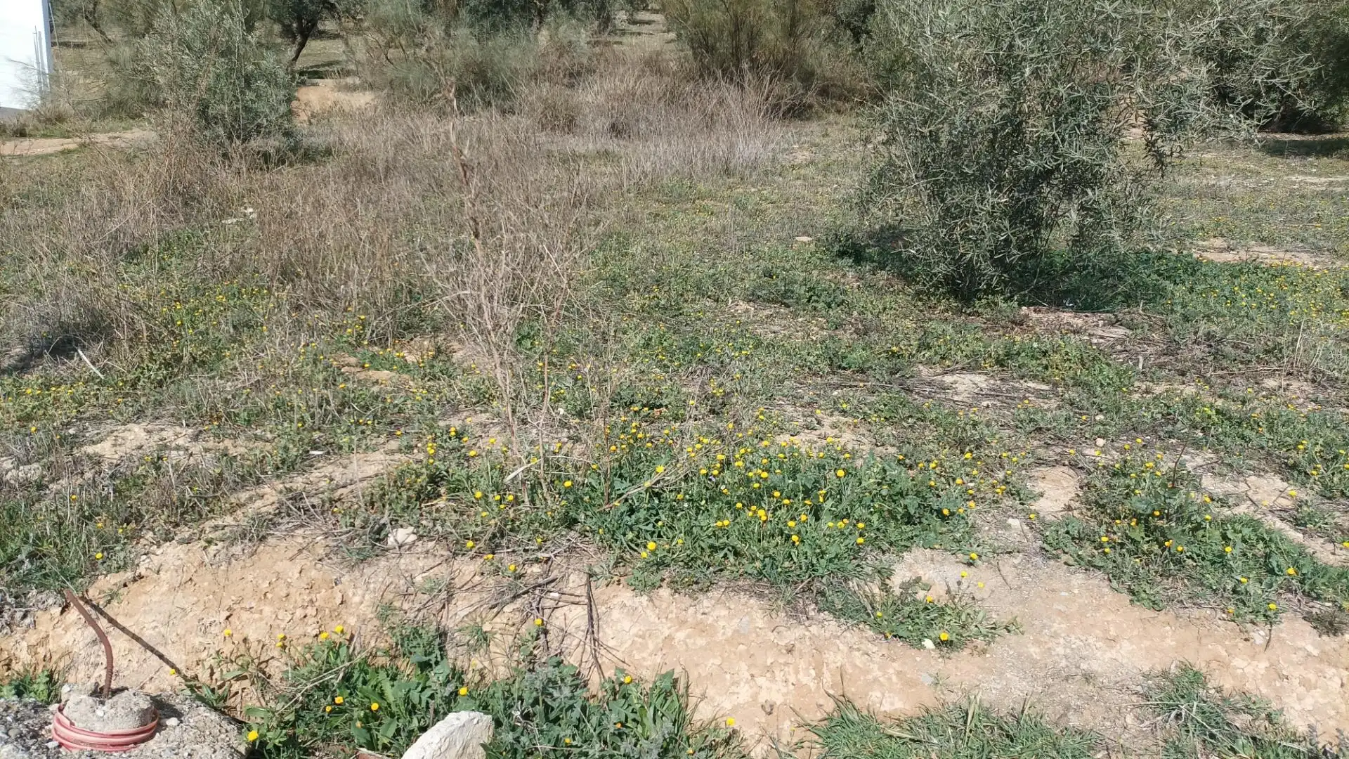 Finca rústica en venta en Calle Protección Civil, Atarfe Finca rústica en venta en Atarfe
