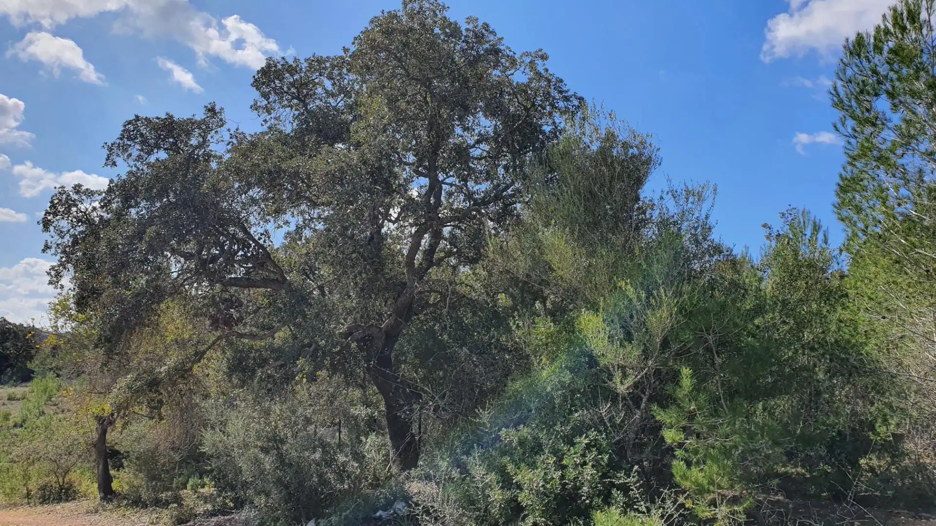 Non-constructible Land for sale in Costitx