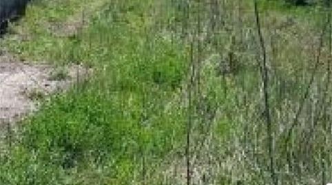 Terreno en venta en Carretera del Llano Real, Sangüesa / Zangoza, Navarra - imagen 3 Foto 3 de Terreno en venta en Carretera del Llano Real, Sangüesa / Zangoza, Navarra
