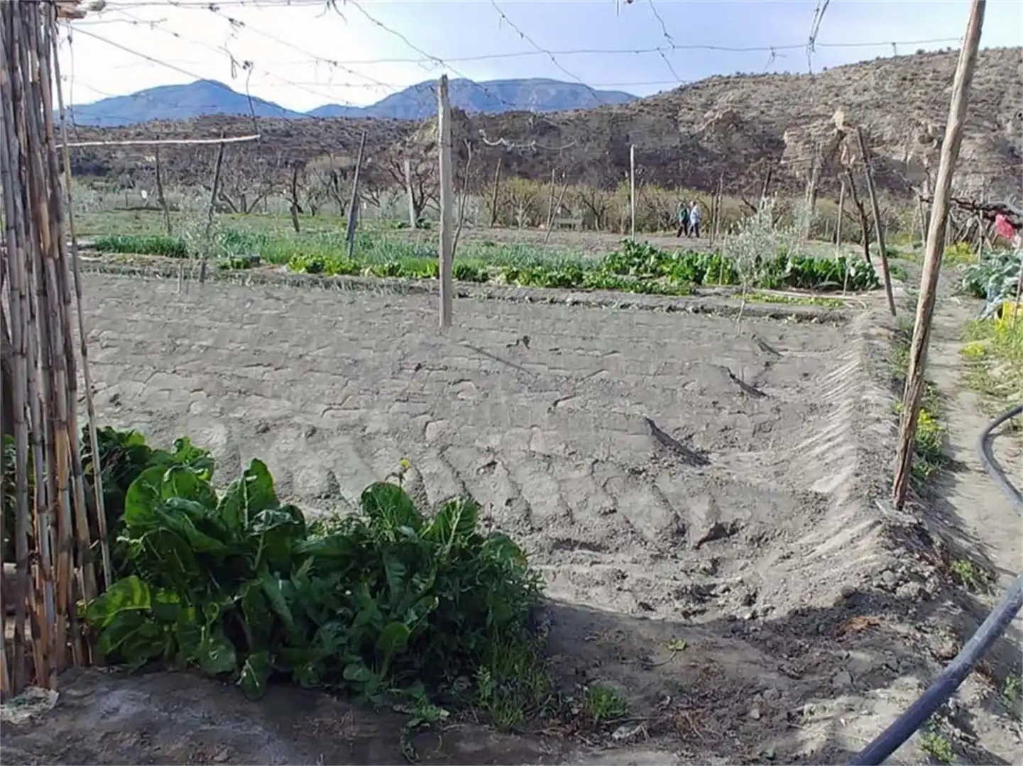 Garden of Land for sale in Alboloduy
