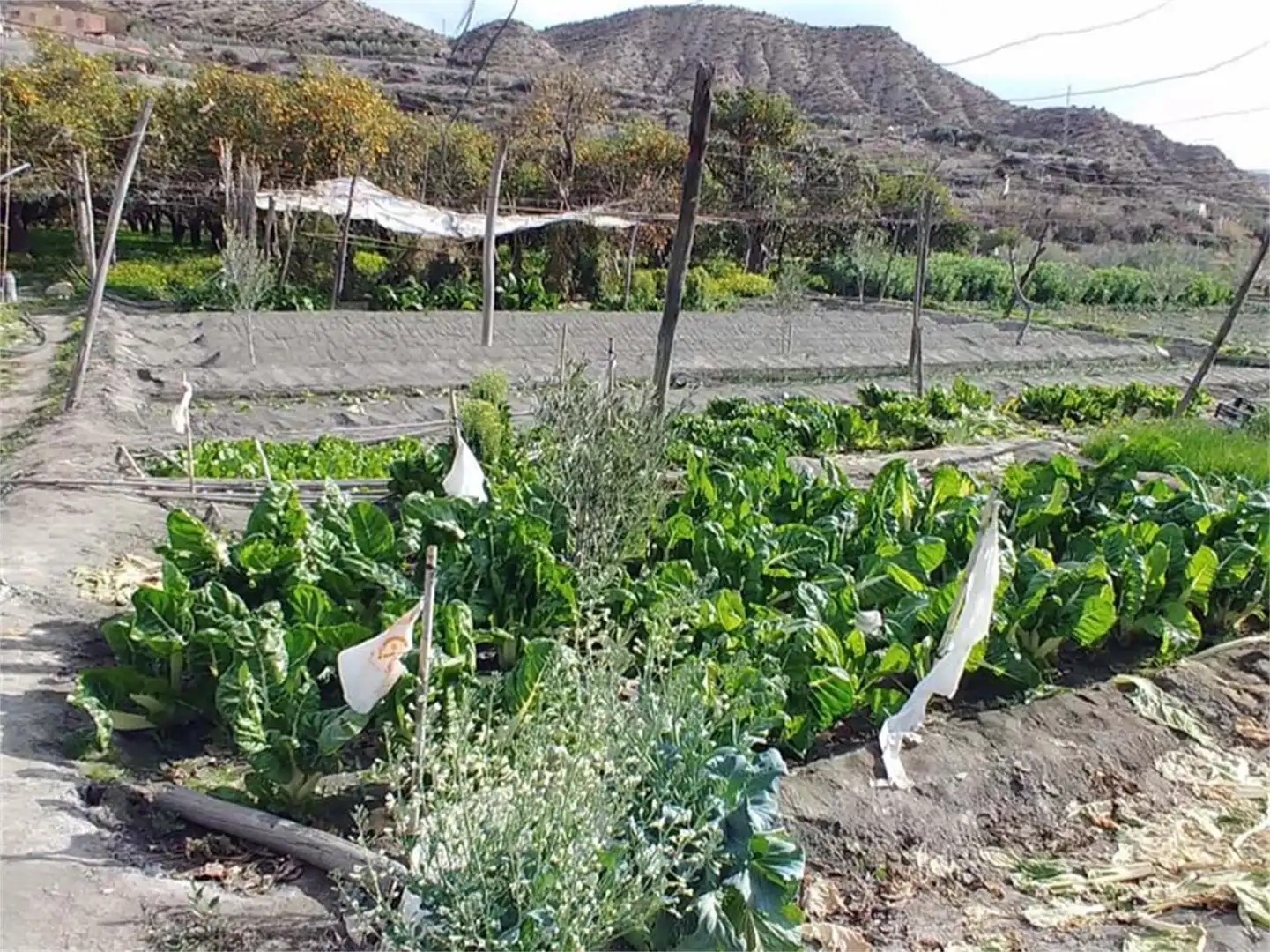 Garden of Land for sale in Alboloduy