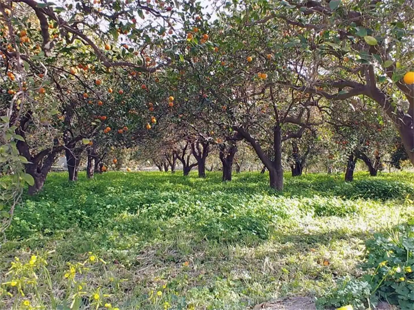 Land for sale in Alboloduy