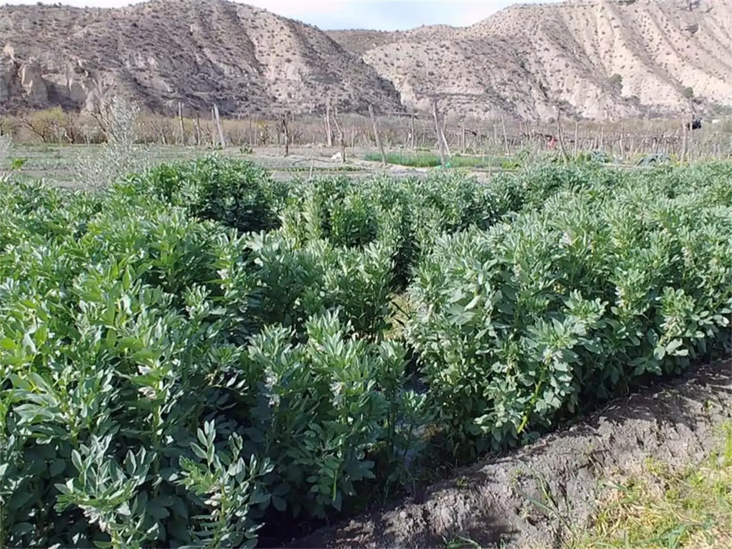 Garden of Land for sale in Alboloduy