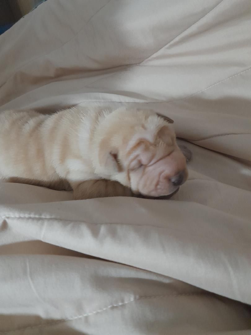 Dormitori de Casa o xalet en venda en Rois amb Terrassa i Balcó