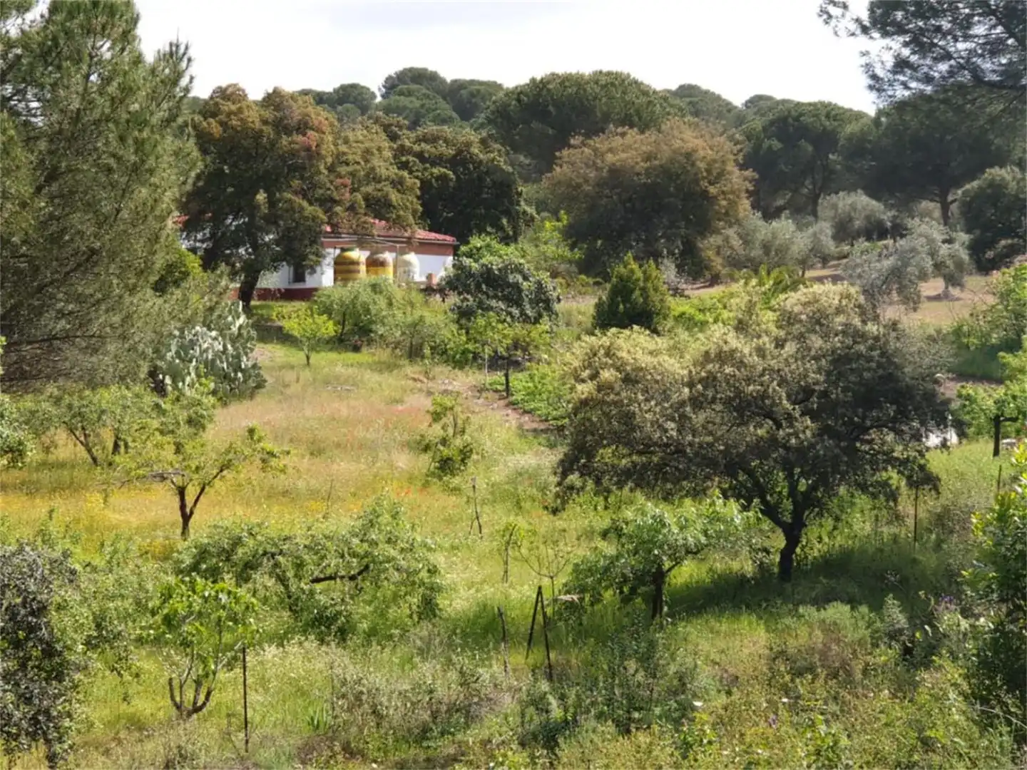 Country house zum Verkauf in Calle Doctores Escobar y Monrreales, Villaviciosa de Córdoba Garten von Country house zum Verkauf in Villaviciosa de Córdoba