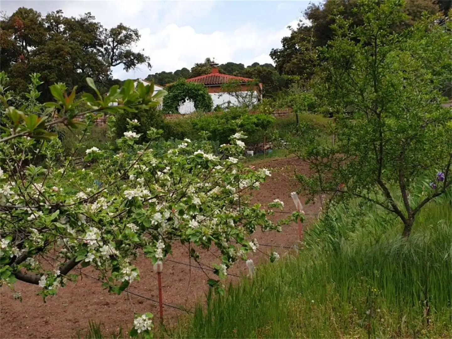 Country house zum Verkauf in Calle Doctores Escobar y Monrreales, Villaviciosa de Córdoba Garten von Country house zum Verkauf in Villaviciosa de Córdoba