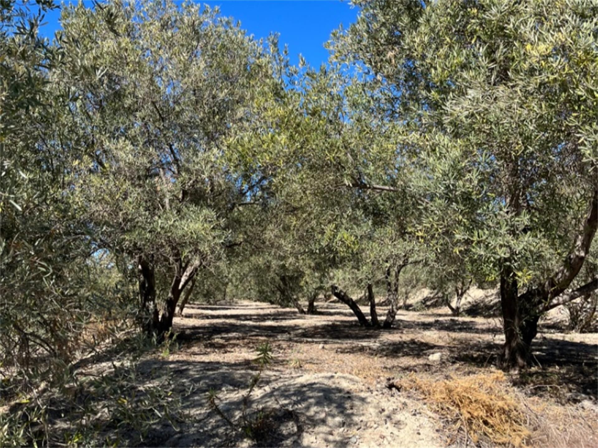 Grundstücke zum verkauf in Lecrín Grundstücke zum verkauf in Lecrín