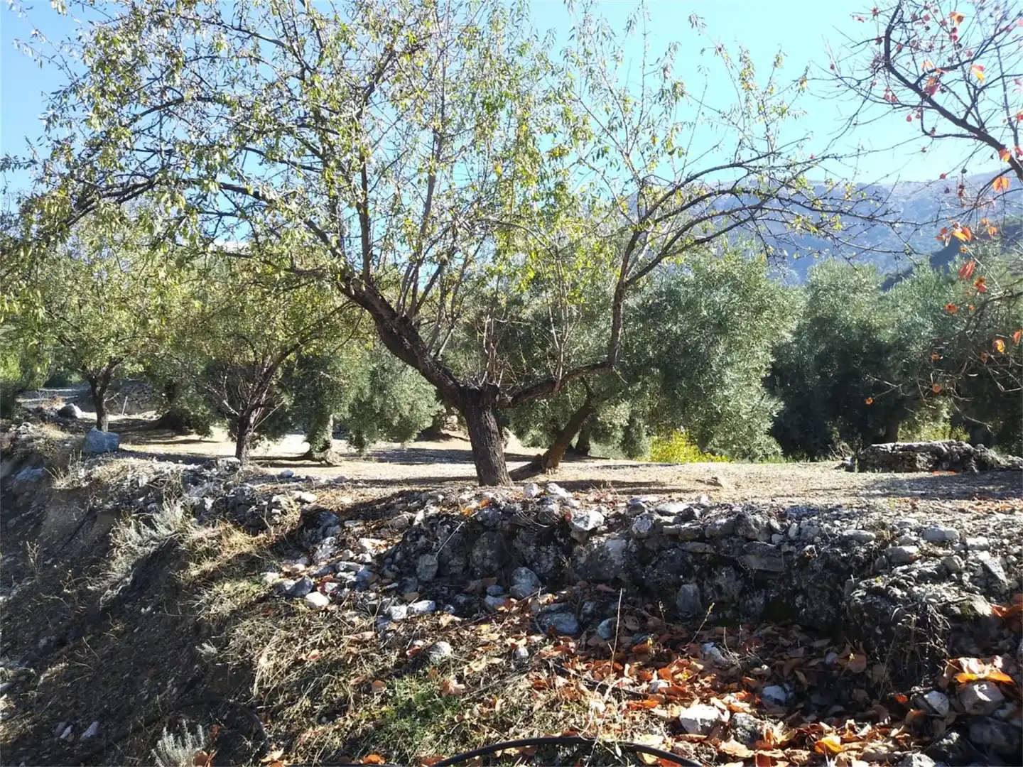 Terreno en venta en Carretera de Mancha Real, Pegalajar Terreno en venta en Pegalajar