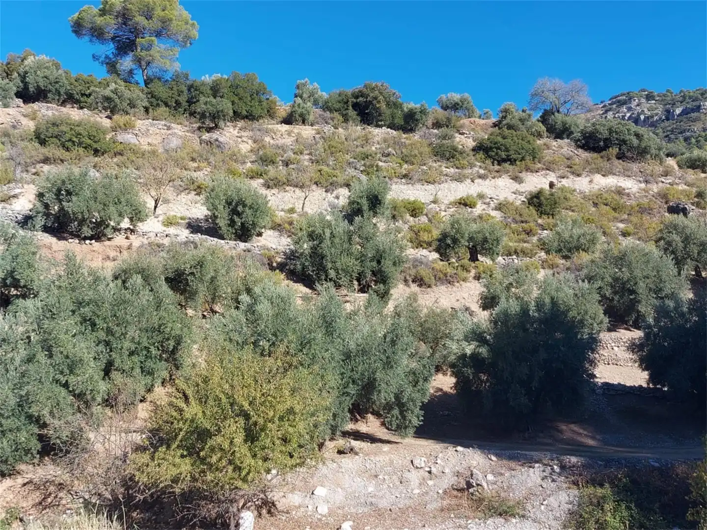 Terreno en venta en Carretera de Mancha Real, Pegalajar Terreno en venta en Pegalajar