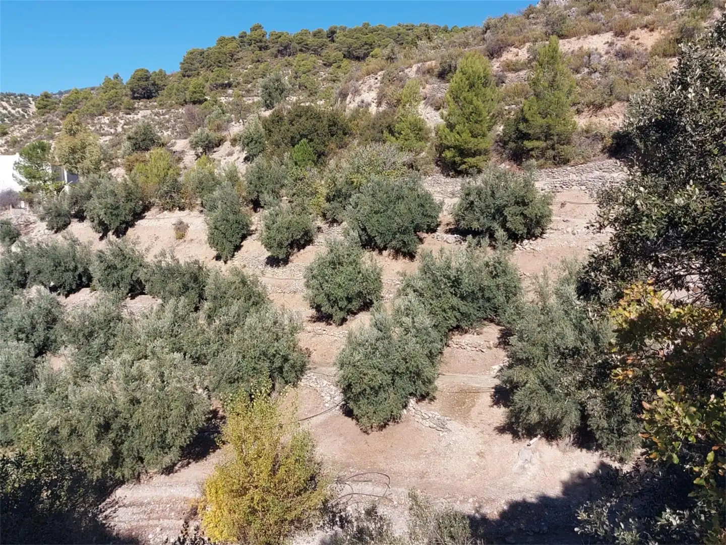 Terreno en venta en Carretera de Mancha Real, Pegalajar Terreno en venta en Pegalajar