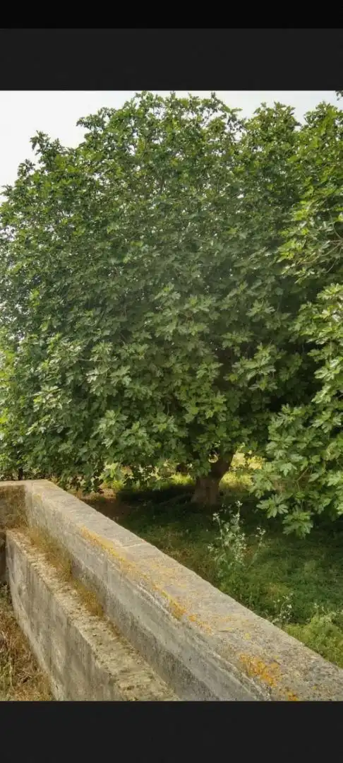Finca rústica en venta en Avenida Joselito El Gallo, Vista Azul - Consolación Jardín de Finca rústica en venta en Dos Hermanas
