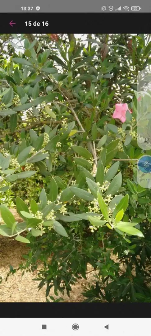 Finca rústica en venta en Avenida Joselito El Gallo, Vista Azul - Consolación Jardín de Finca rústica en venta en Dos Hermanas