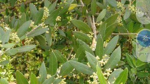 Finca rústica en venda a Avenida Joselito el Gallo, Vista Azul - Consolación, Sevilla - imatge 5 Foto 5 de Finca rústica en venda a Avenida Joselito el Gallo, Vista Azul - Consolación, Sevilla