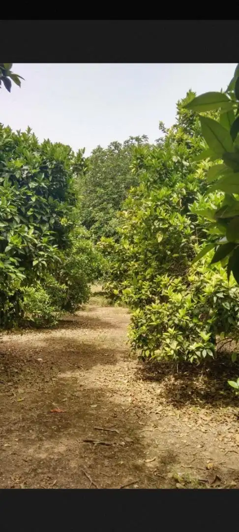 Finca rústica en venta en Avenida Joselito El Gallo, Vista Azul - Consolación Finca rústica en venta en Dos Hermanas