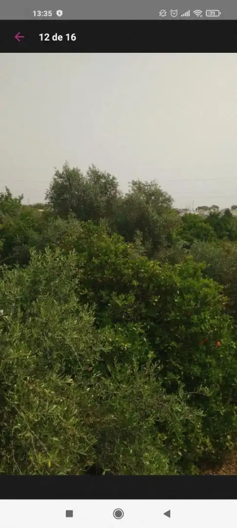 Finca rústica en venta en Avenida Joselito El Gallo, Vista Azul - Consolación Finca rústica en venta en Dos Hermanas