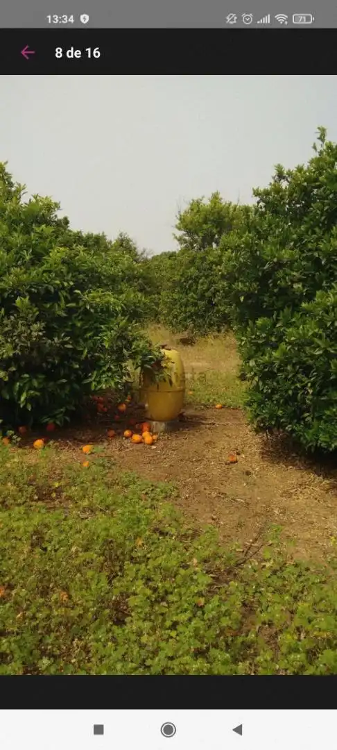 Finca rústica en venta en Avenida Joselito El Gallo, Vista Azul - Consolación Jardín de Finca rústica en venta en Dos Hermanas