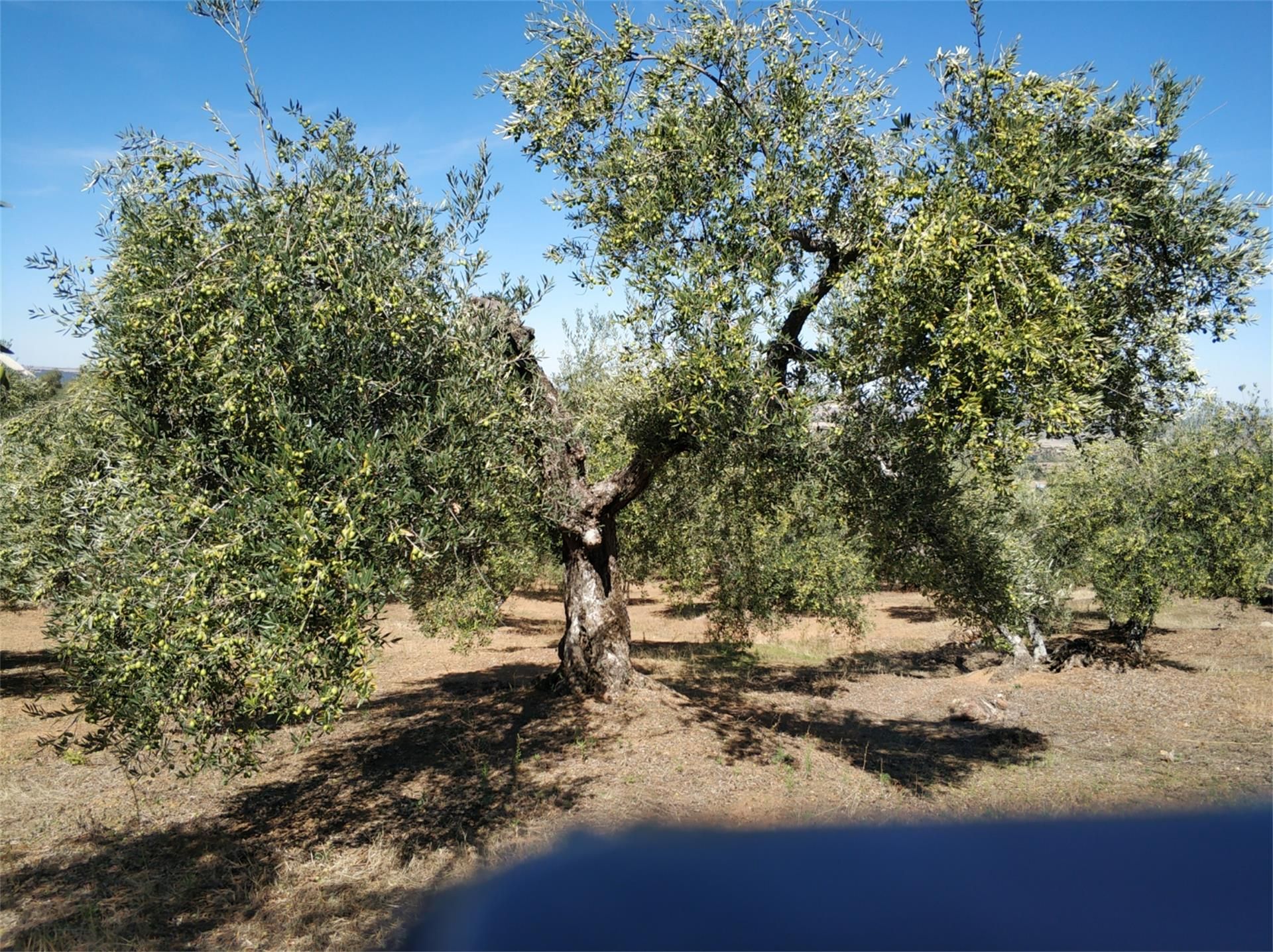 Garden of Land for sale in Guadalcanal