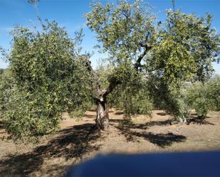 Jardí de Terreny en venda en Guadalcanal