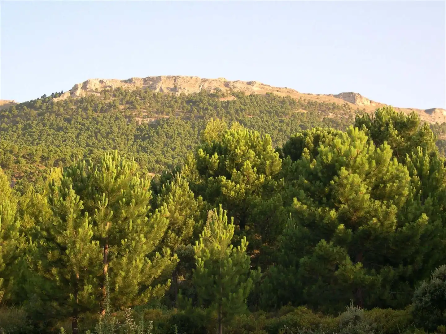 Finca rústica en venta en A-11, Yeste Vista exterior de Finca rústica en venta en Yeste con Calefacción, Jardín privado y Terraza