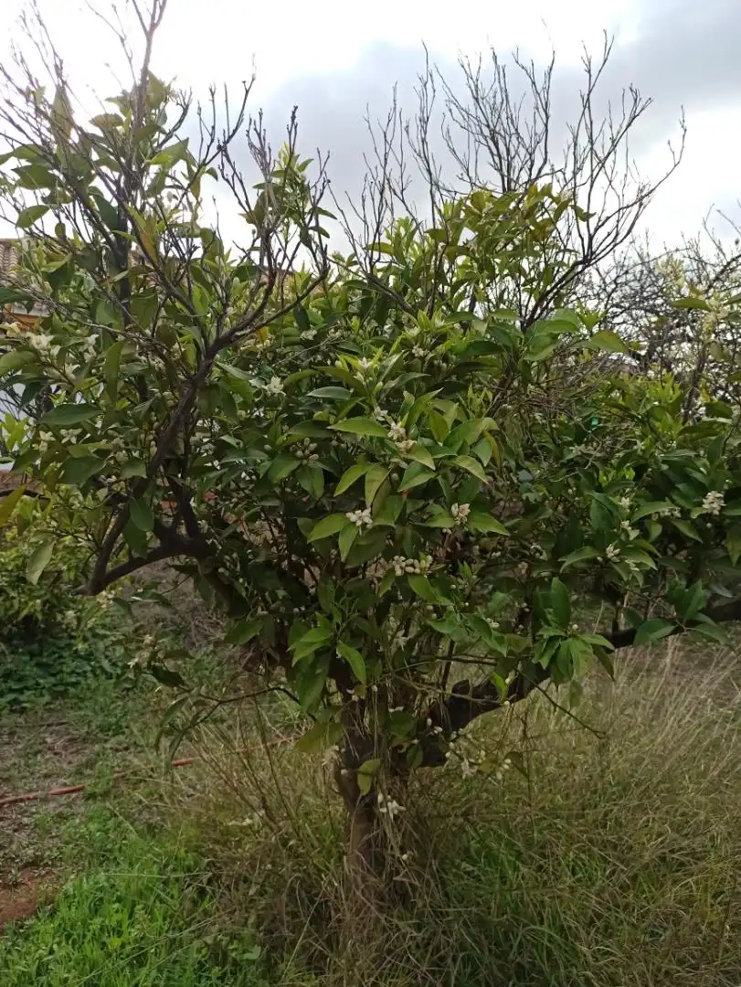 Garden of Land for sale in Málaga  with Private garden and Terrace