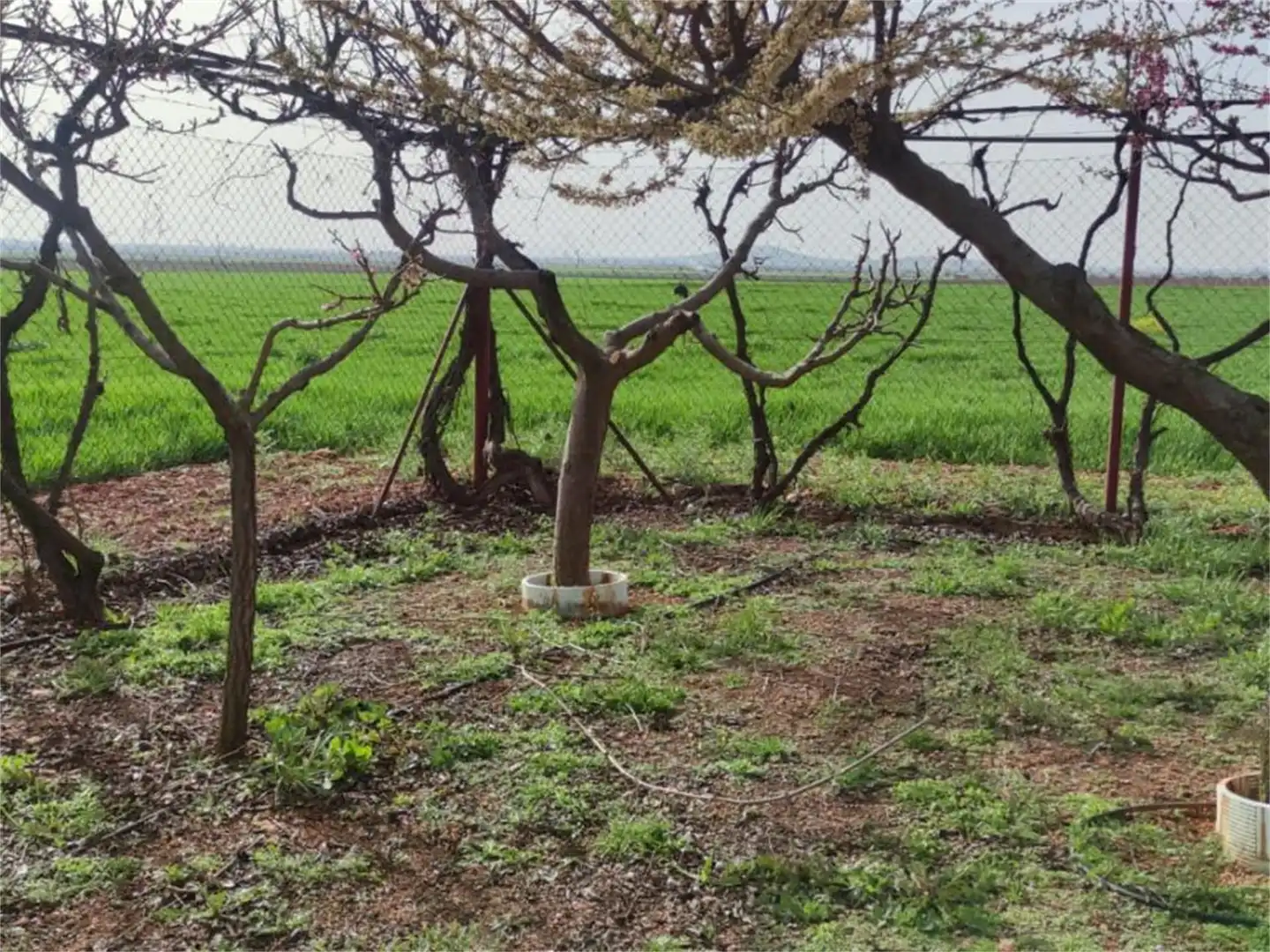 Finca rústica en venta en Cm-4117, Valdepeñas Finca rústica en venta en Valdepeñas