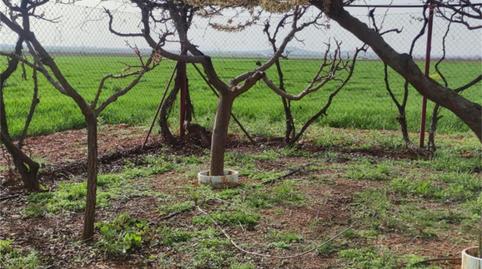 Finca rústica en venda a Cm-4117, Valdepeñas, Ciudad Real - imatge 5 Foto 5 de Finca rústica en venda a Cm-4117, Valdepeñas, Ciudad Real