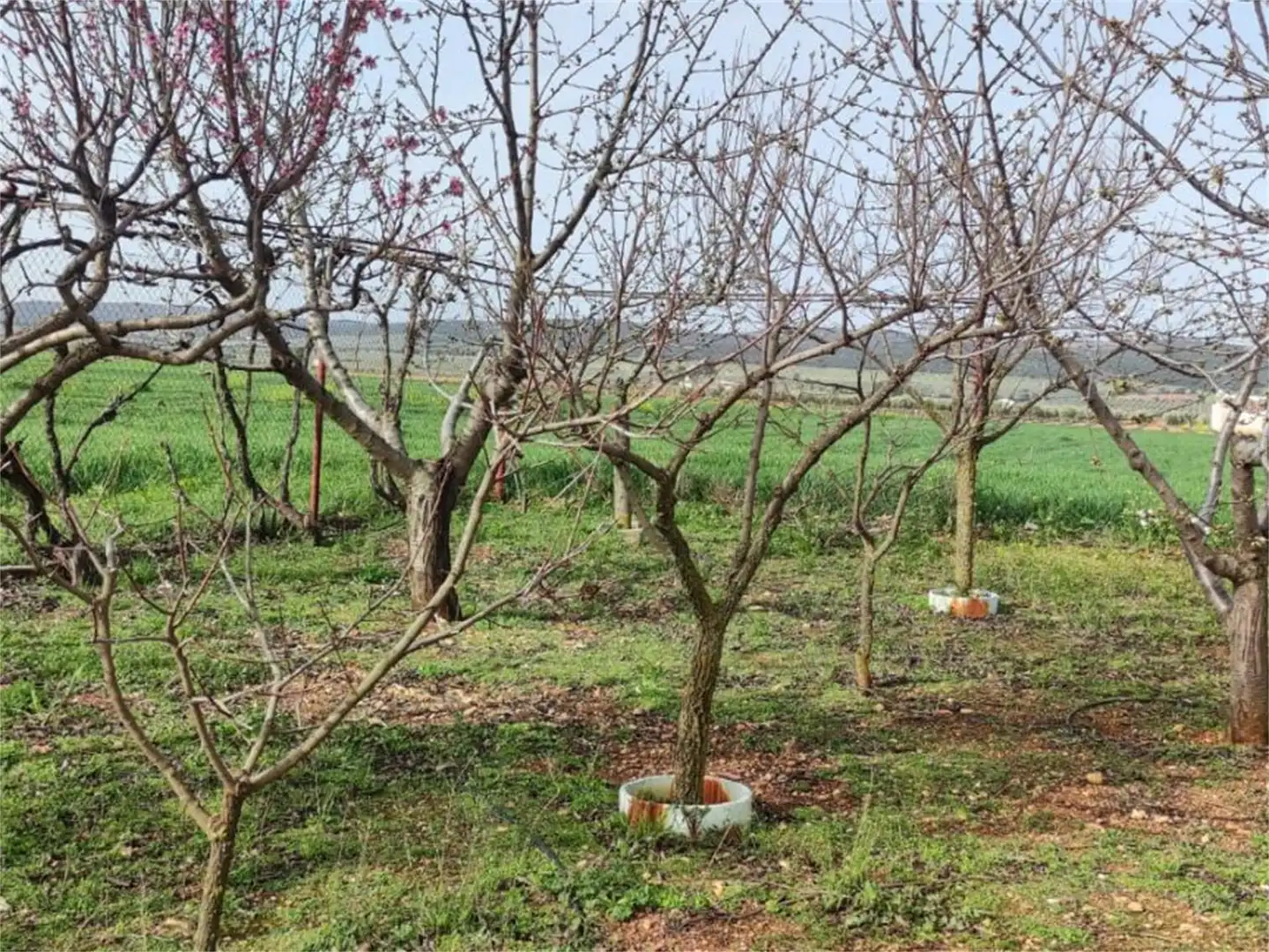 Finca rústica en venta en Cm-4117, Valdepeñas Jardín de Finca rústica en venta en Valdepeñas