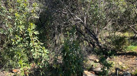 Photo 3 of Country house for sale in Castañar de Ibor, Cáceres