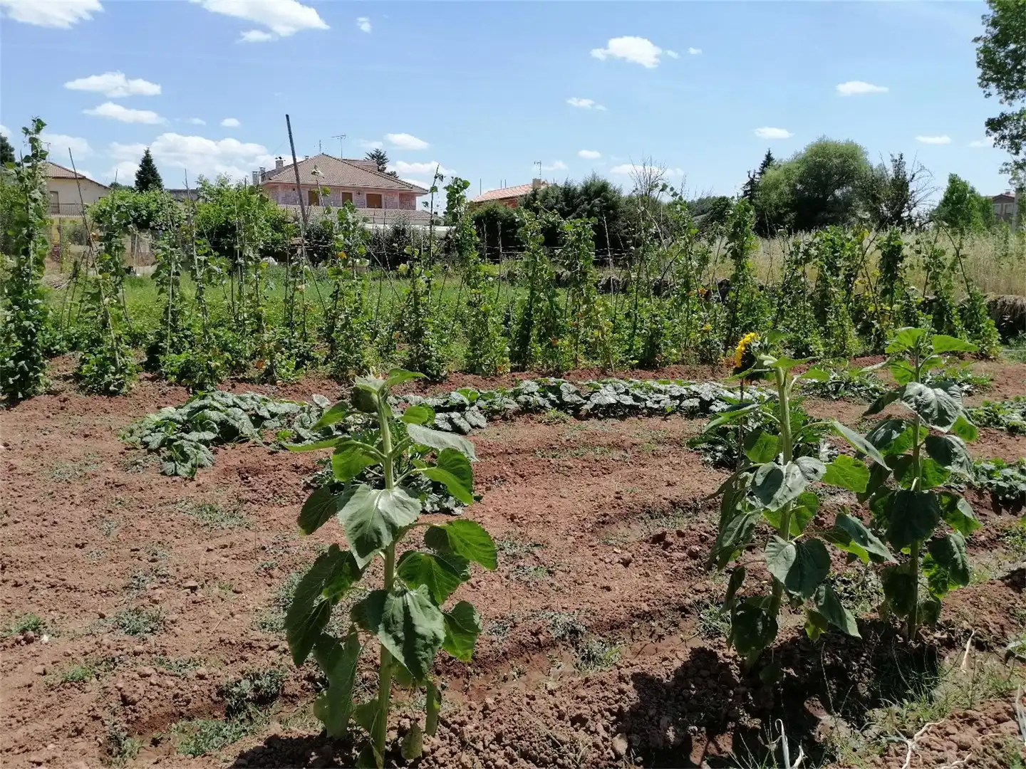 Constructible Land for sale in Salas de los Infantes