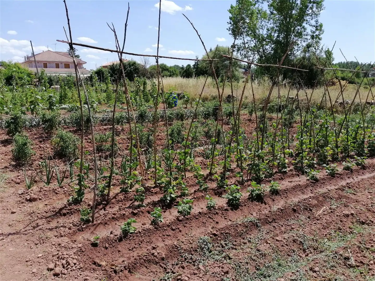 Constructible Land for sale in Salas de los Infantes